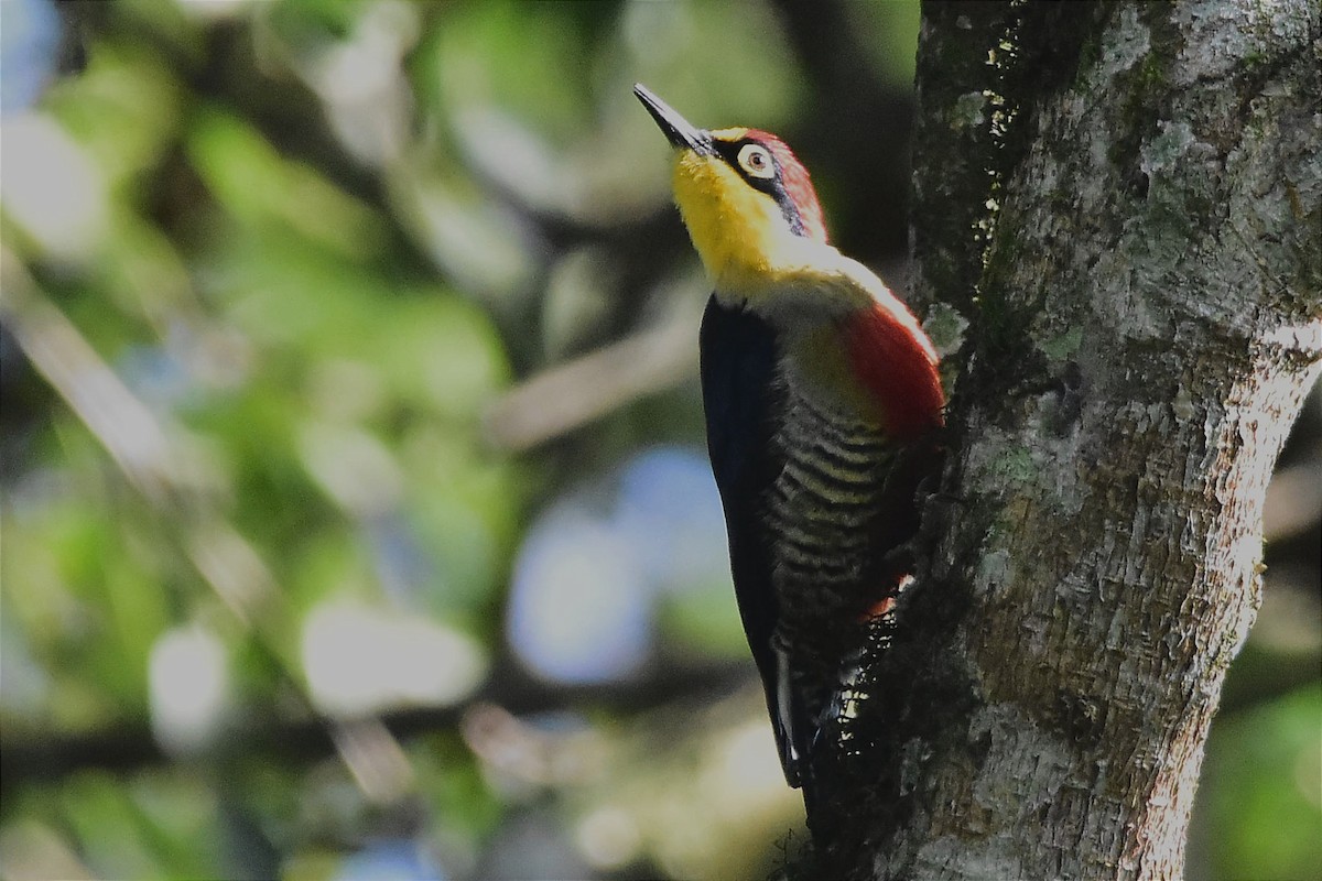 Yellow-fronted Woodpecker - ML620699819