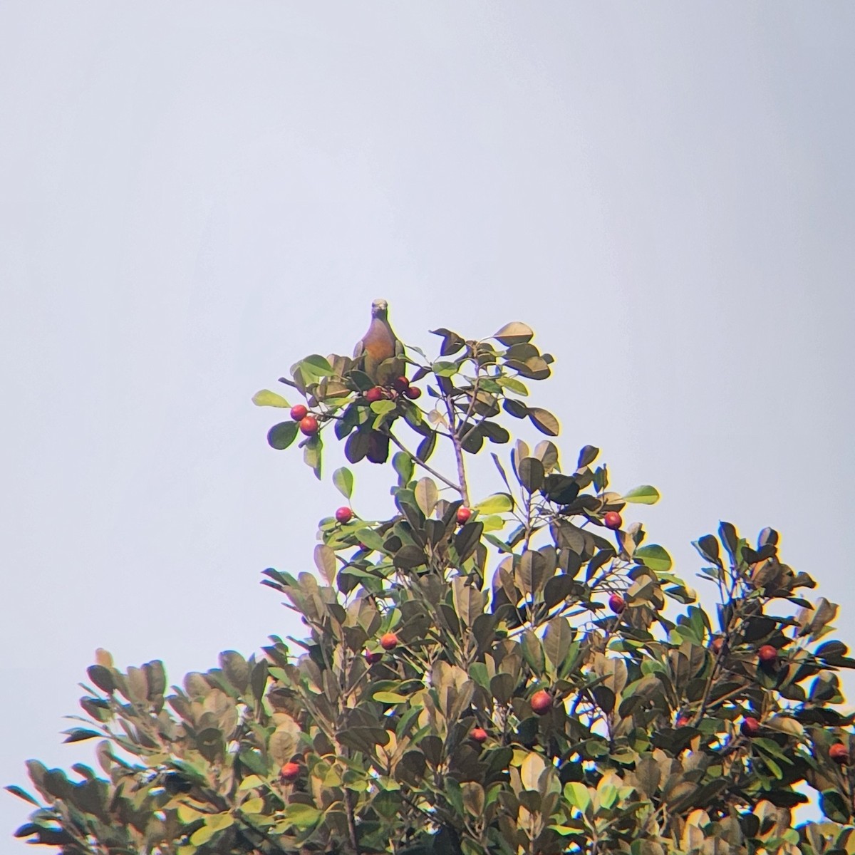 Pink-necked Green-Pigeon - ML620699823