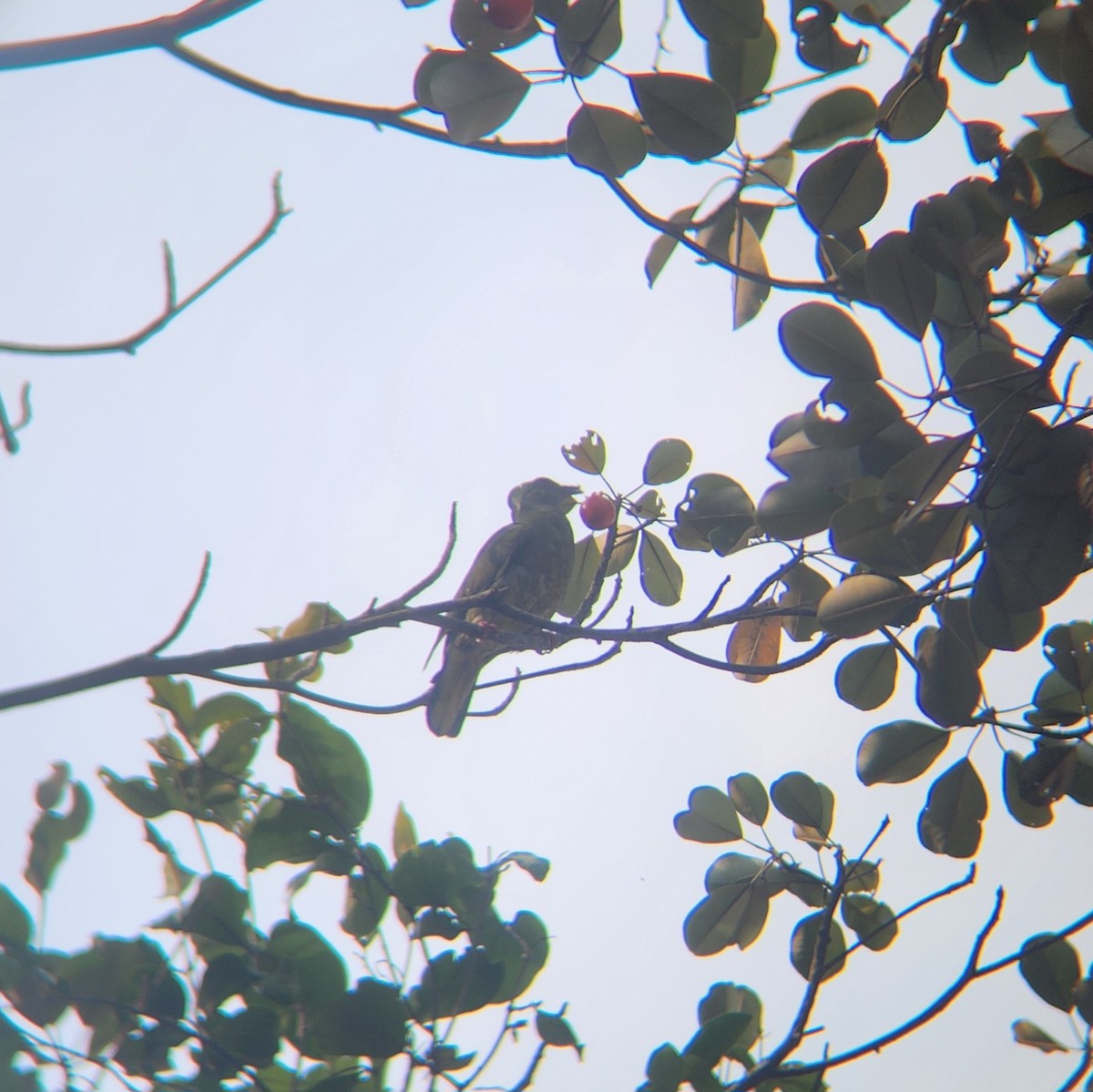 Pink-necked Green-Pigeon - ML620699824