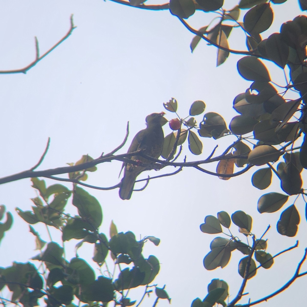 Pink-necked Green-Pigeon - ML620699825