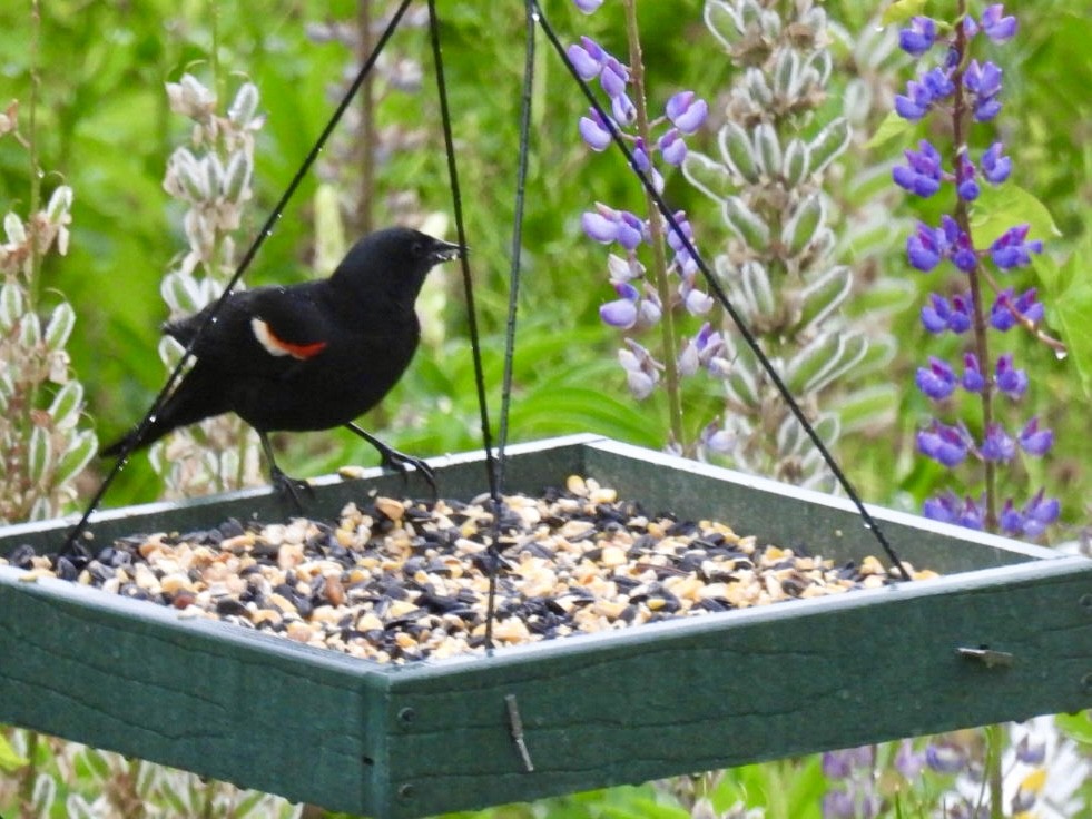 Red-winged Blackbird - Donna Reis