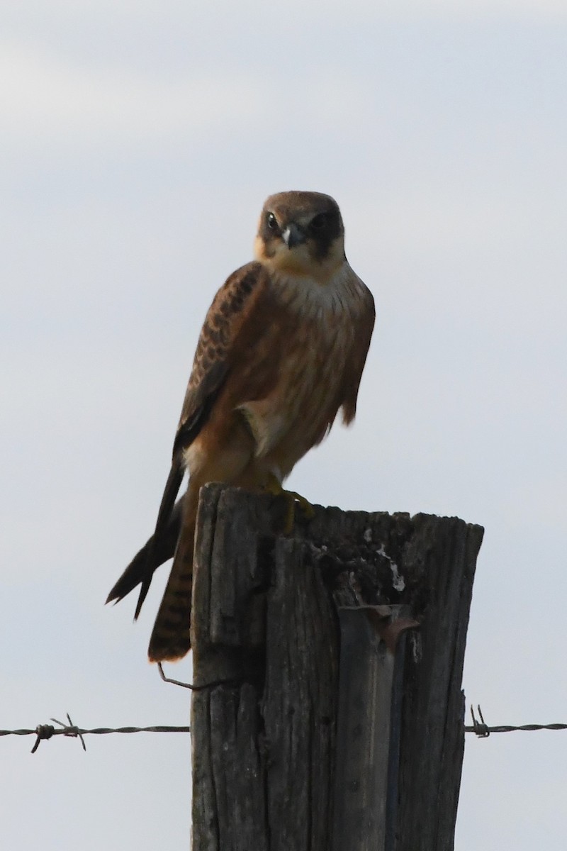 Australian Hobby - ML620699827