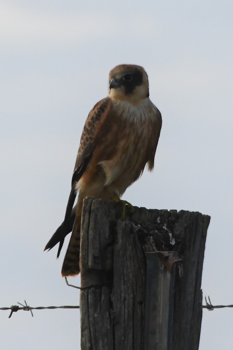 Australian Hobby - ML620699829