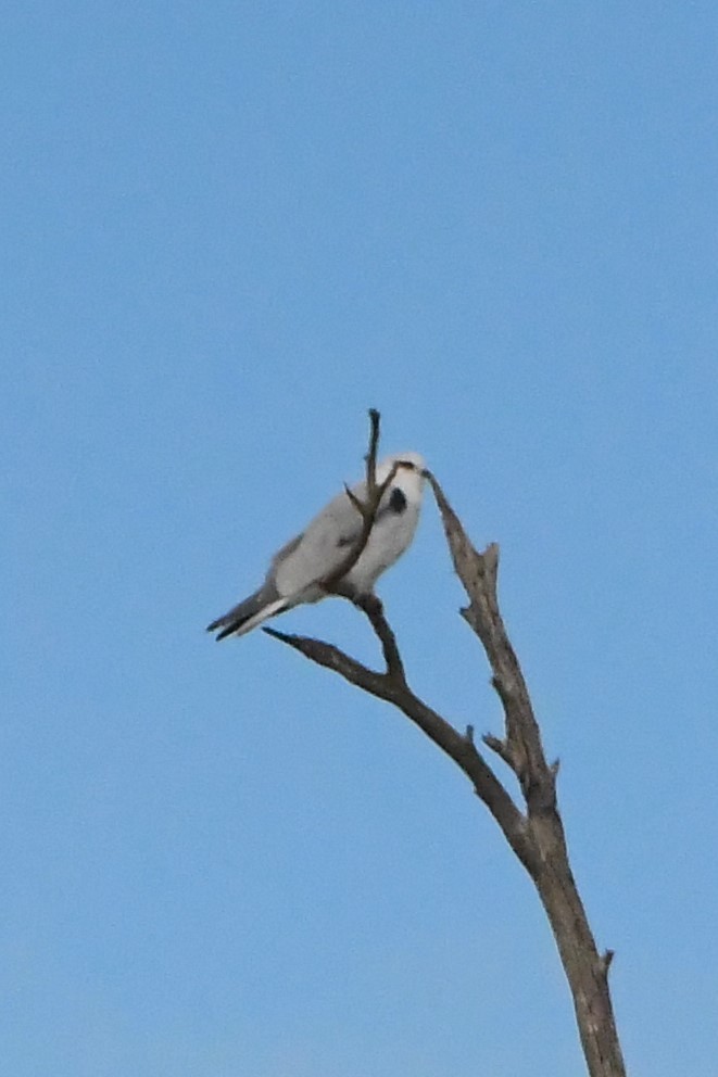 Black-shouldered Kite - ML620699833