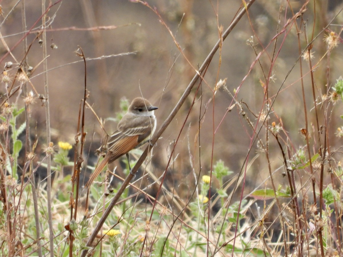 Ash-throated Flycatcher - ML620699835