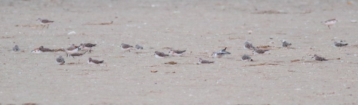 Red-necked Stint - ML620699837