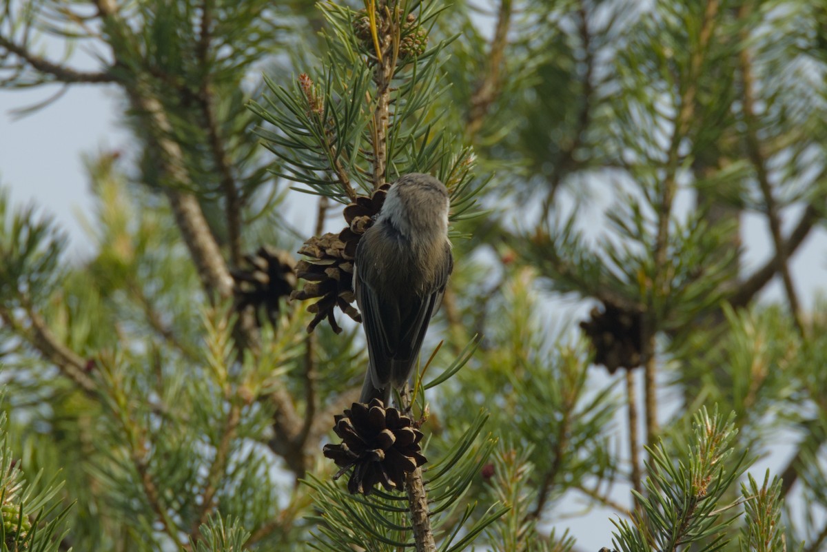 Gray-headed Chickadee - ML620699841