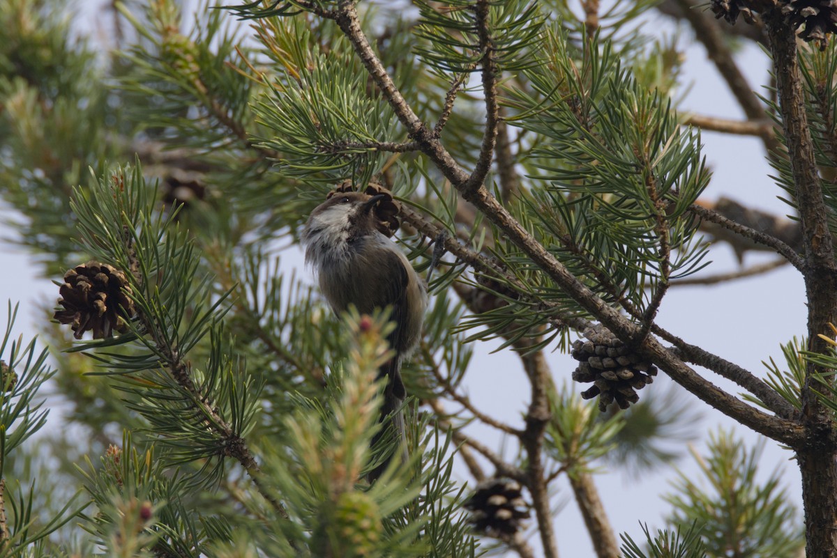 Gray-headed Chickadee - ML620699842