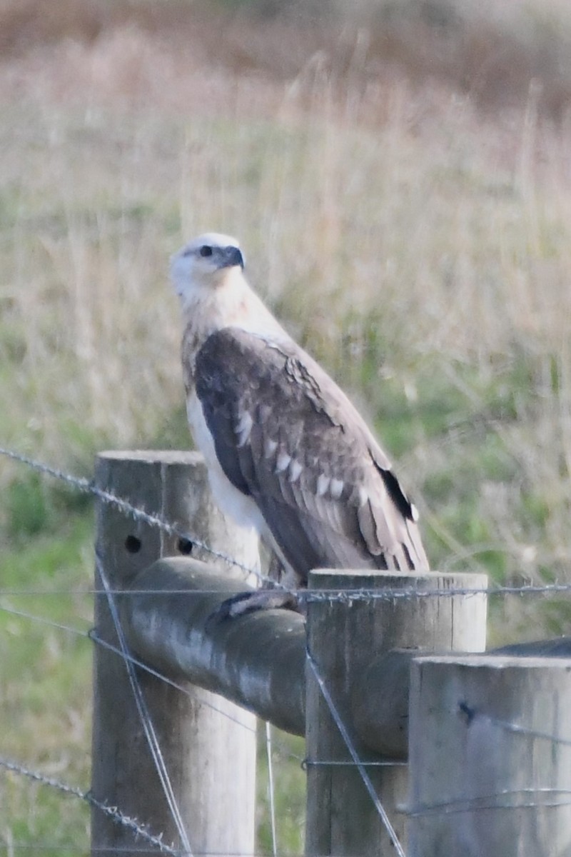 White-bellied Sea-Eagle - ML620699843