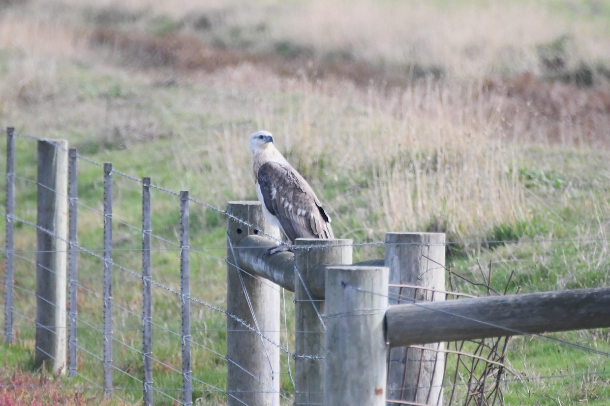 White-bellied Sea-Eagle - ML620699844