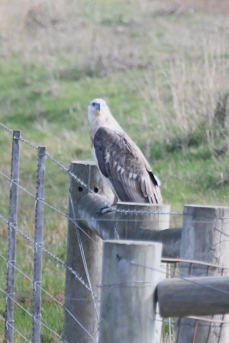 White-bellied Sea-Eagle - ML620699847