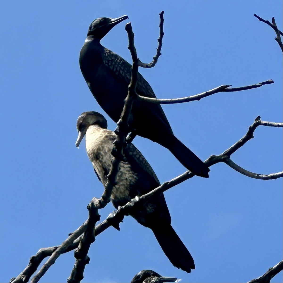 Indian Cormorant - ML620699848