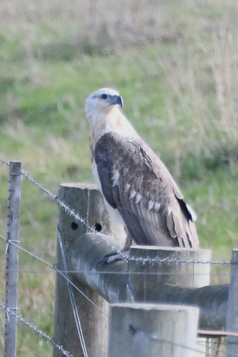 White-bellied Sea-Eagle - Michael Louey