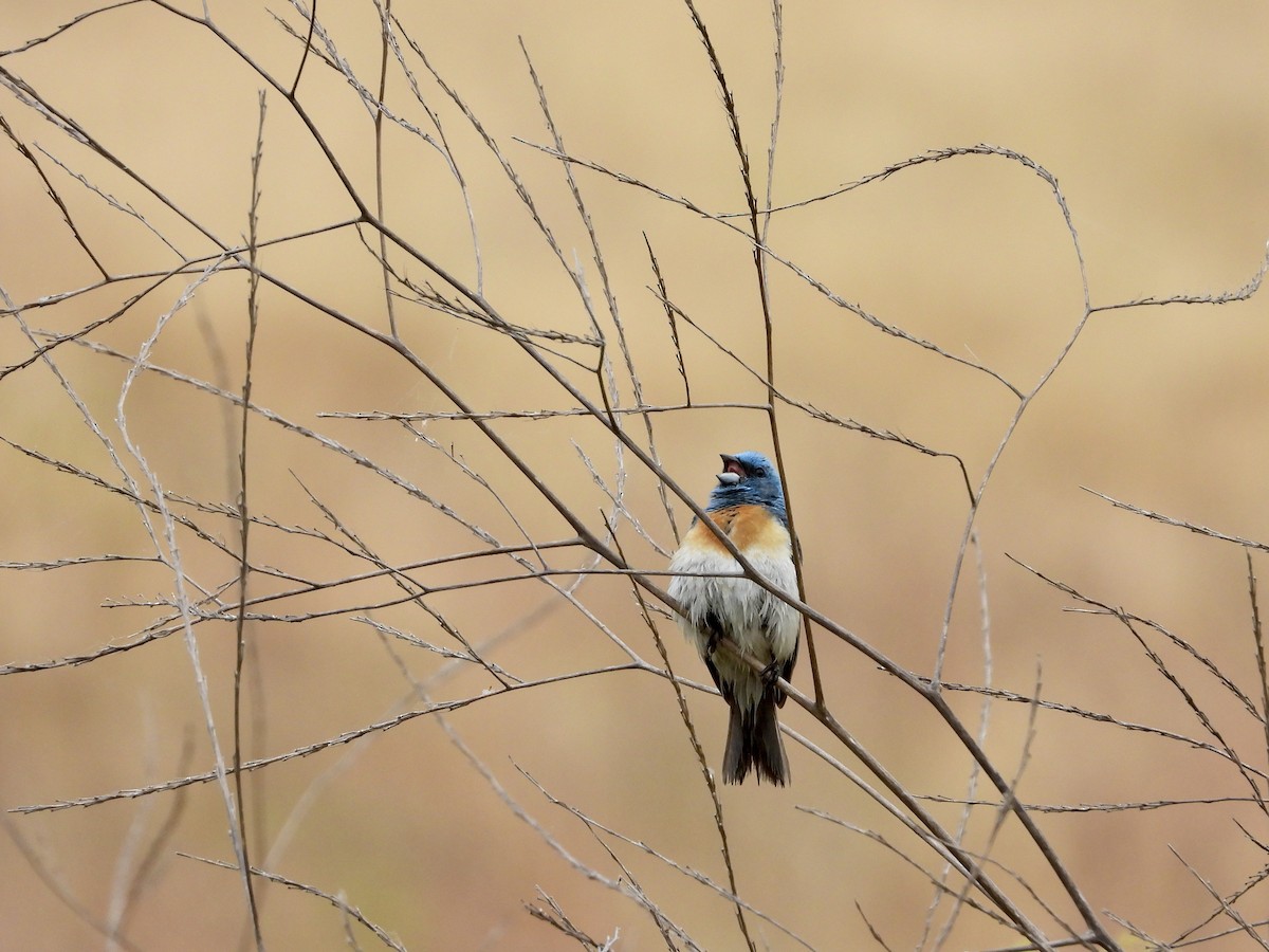 Lazuli Bunting - ML620699850