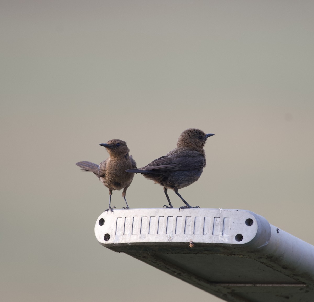 Brown Rock Chat - ML620699855