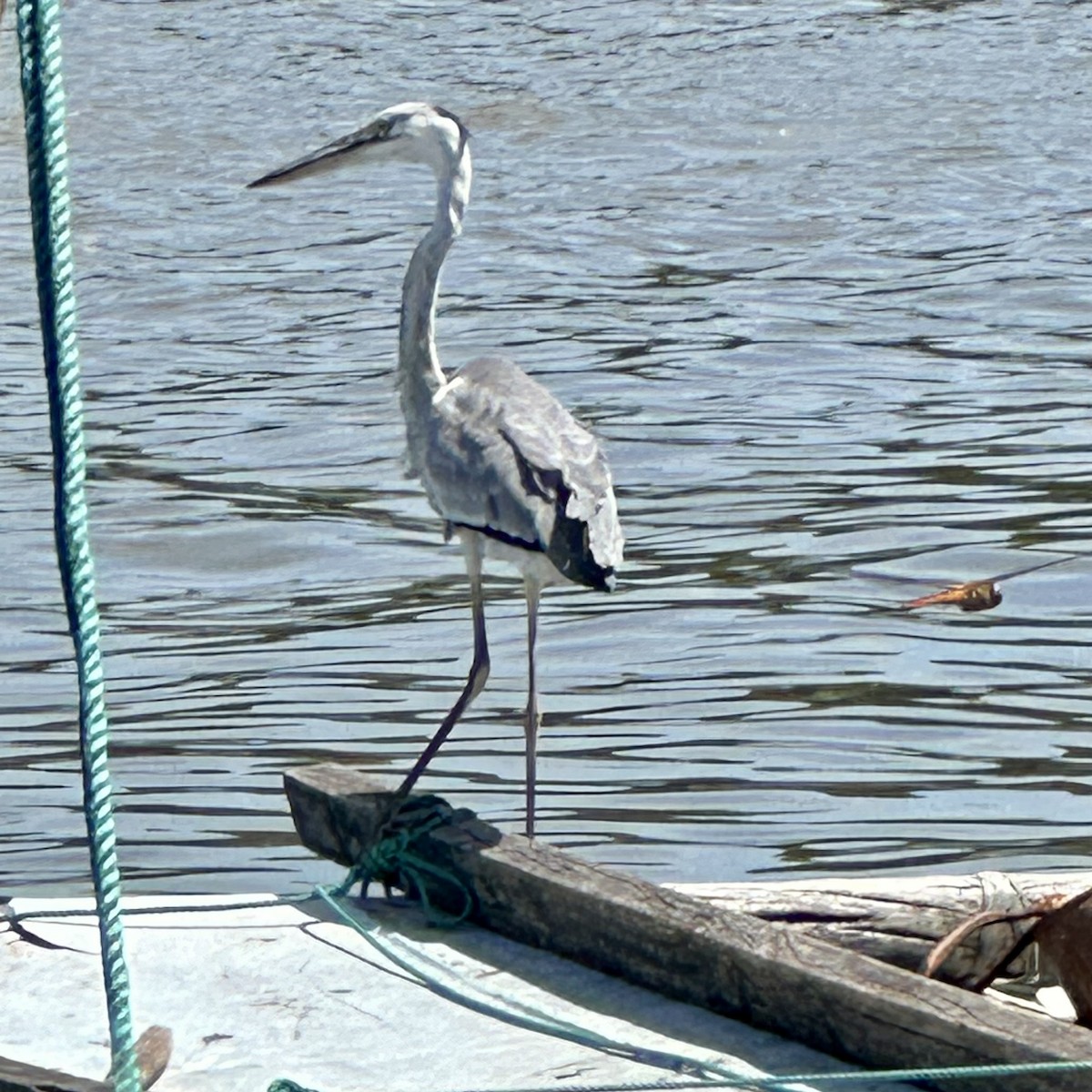 Gray Heron - ML620699858