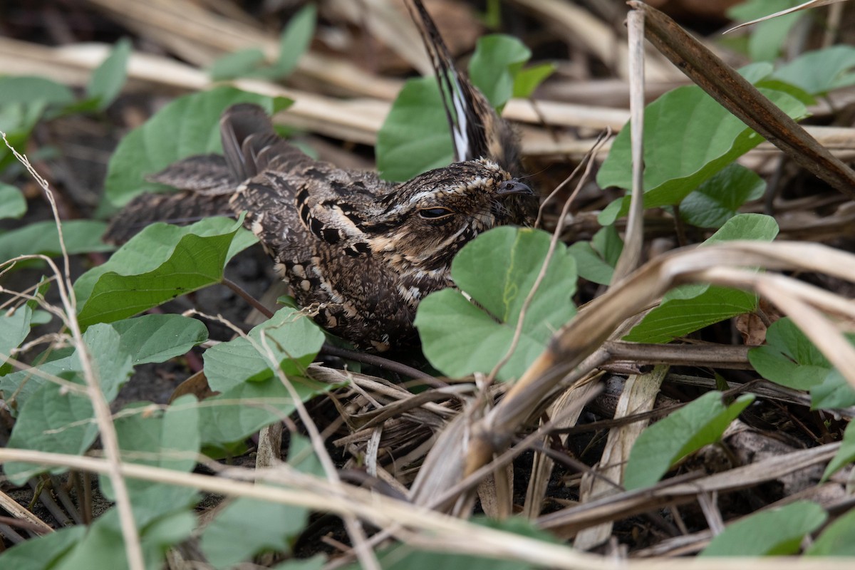 Scrub Nightjar - ML620699861