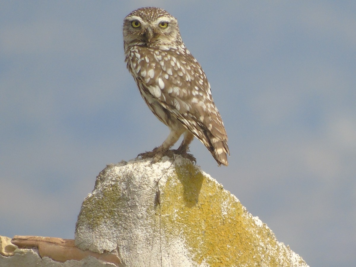 Little Owl - ML620699862