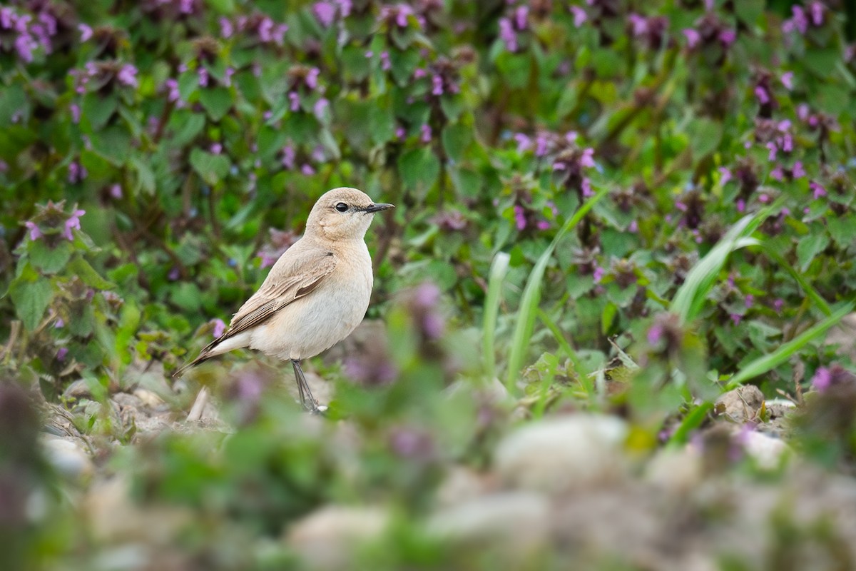 Isabelline Wheatear - ML620699864