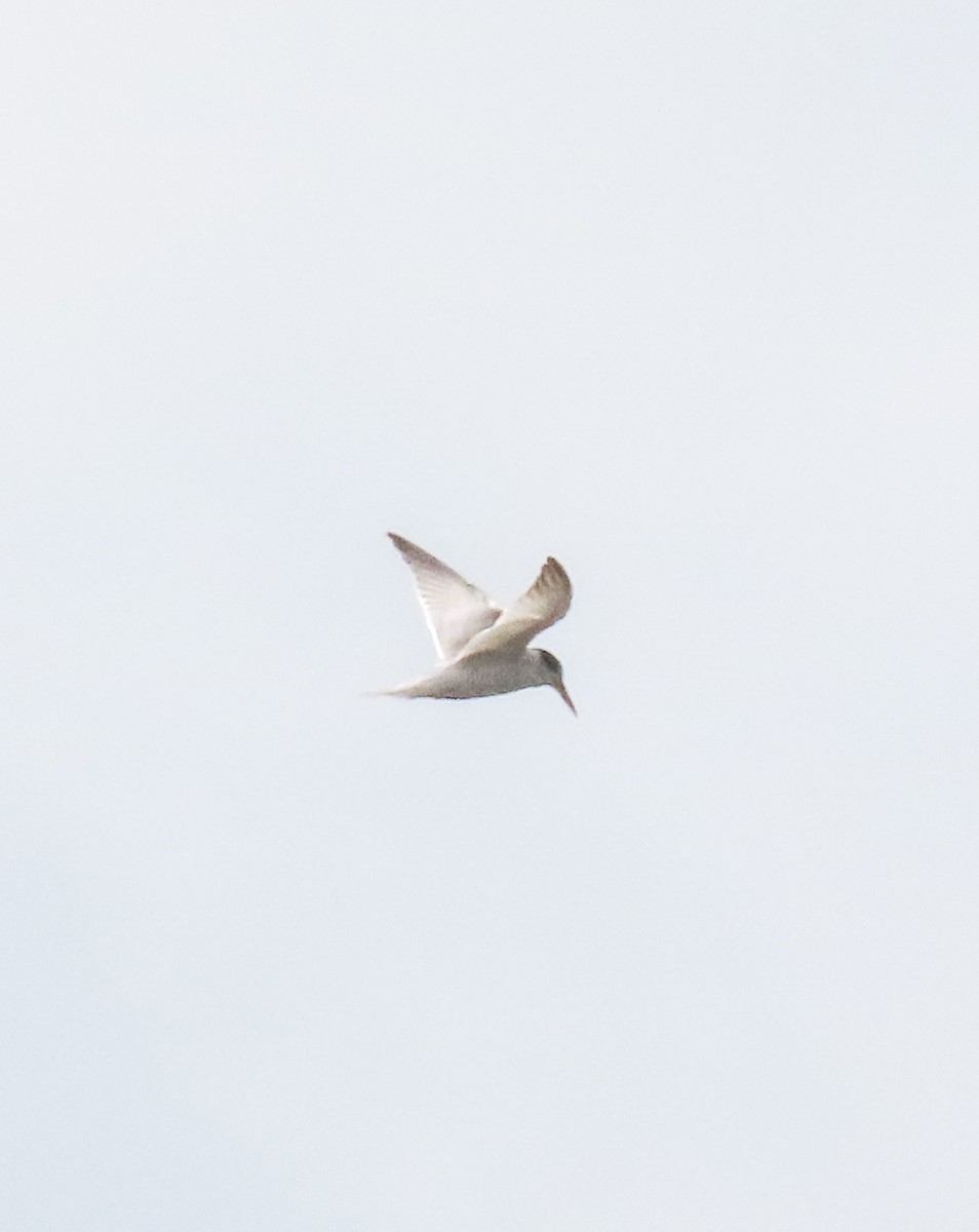 Yellow-billed Tern - ML620699865