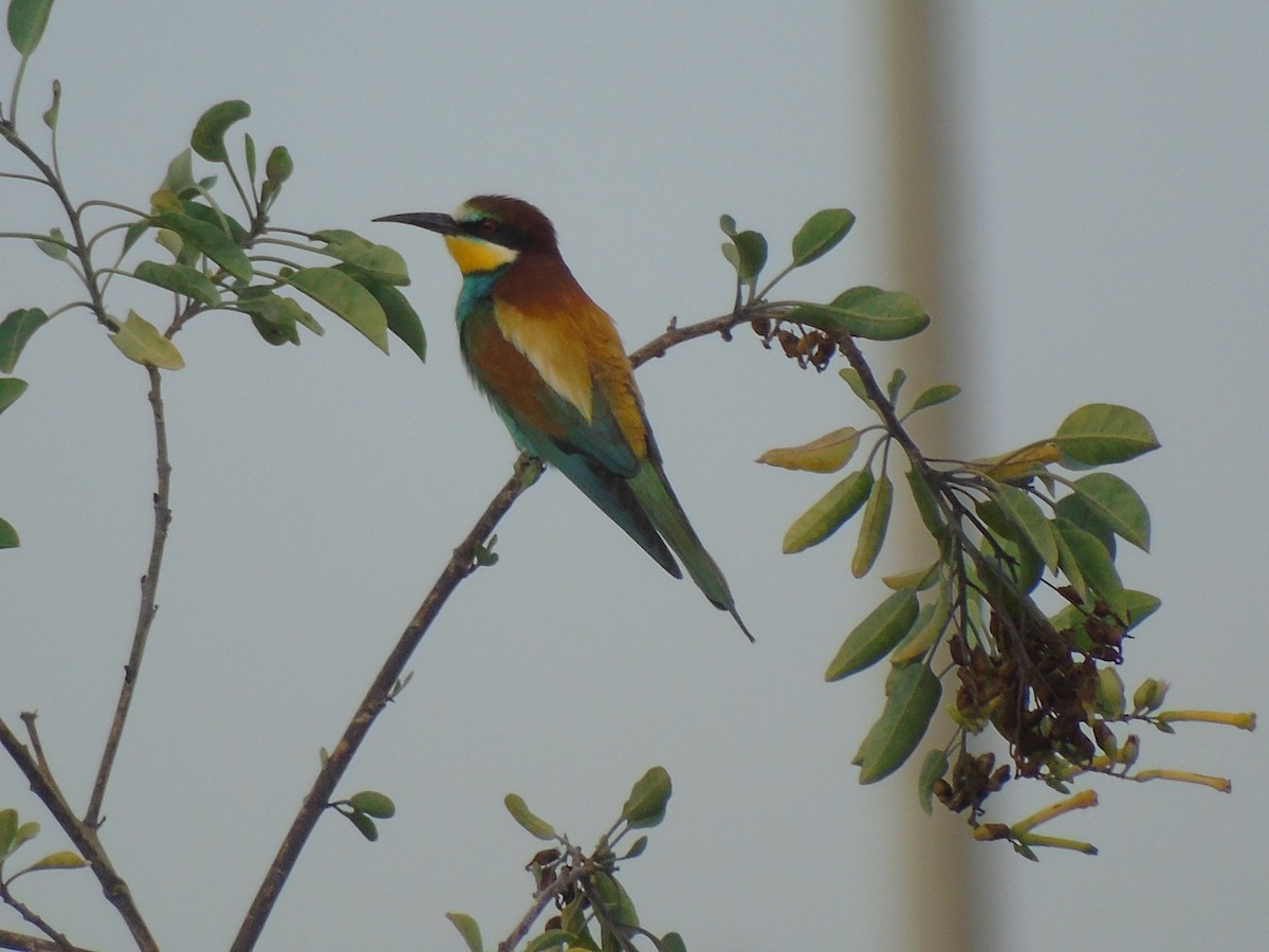 European Bee-eater - ML620699866