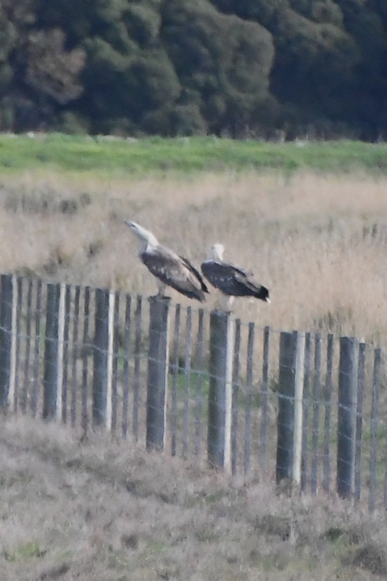 White-bellied Sea-Eagle - ML620699867