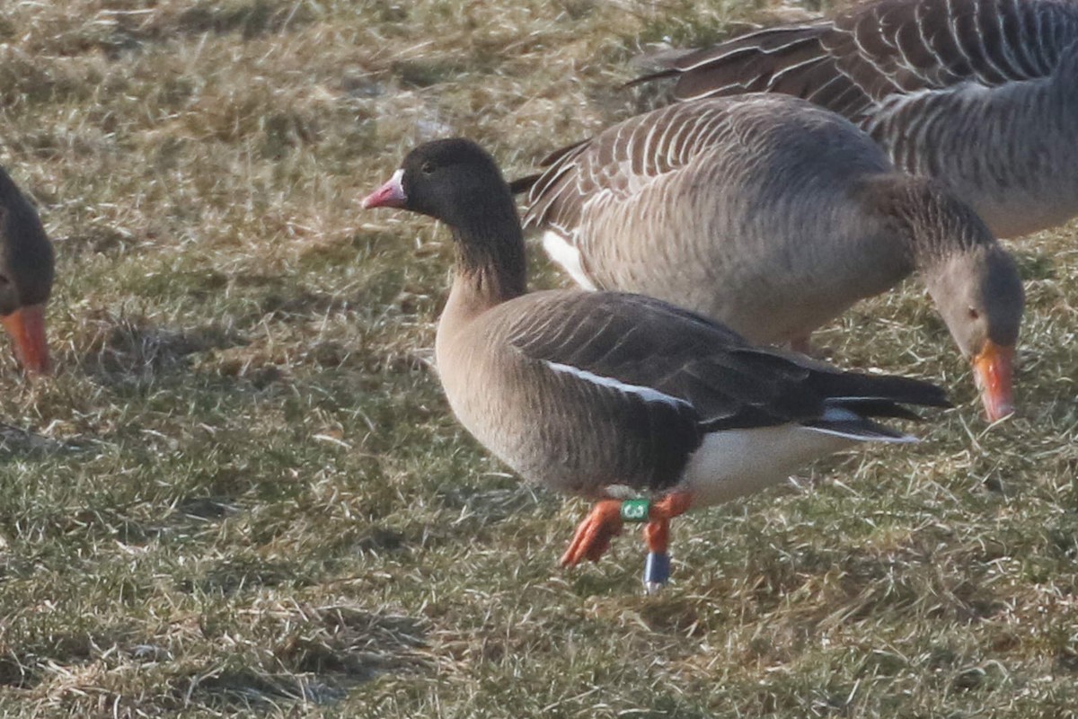 Lesser White-fronted Goose - ML620699868