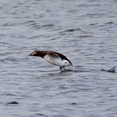 Long-tailed Duck - ML620699869