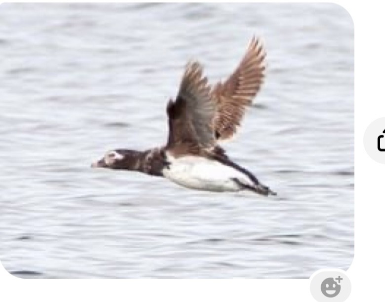 Long-tailed Duck - Gwen Armbruster