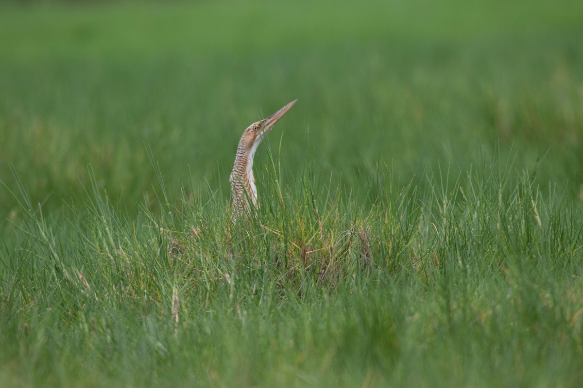 Pinnated Bittern - ML620699873