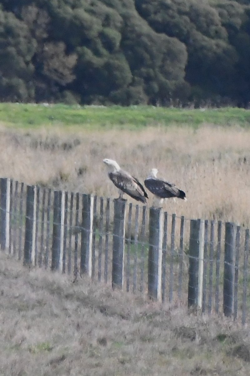 White-bellied Sea-Eagle - ML620699874