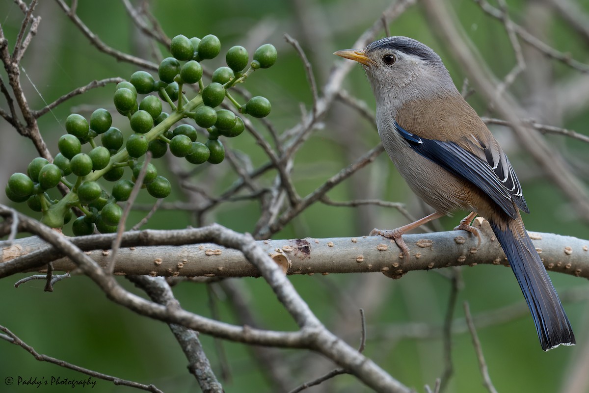 Siva Aliazul - ML620699875