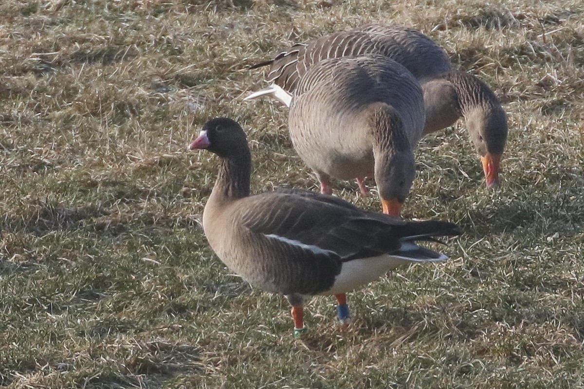 Lesser White-fronted Goose - ML620699876