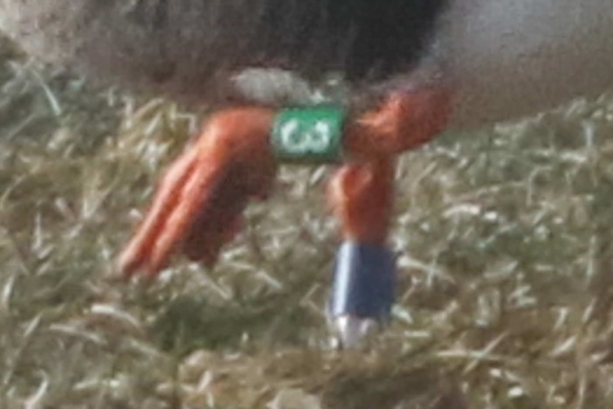 Lesser White-fronted Goose - ML620699879