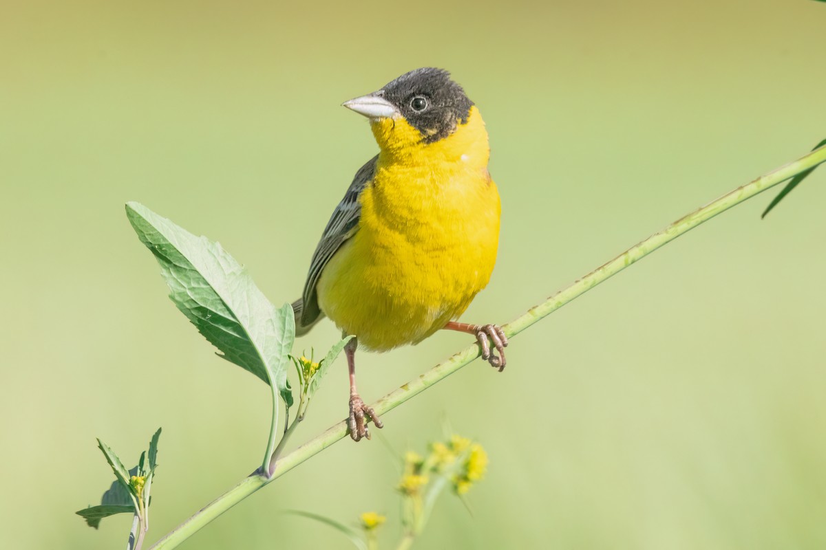 Black-headed Bunting - ML620699883