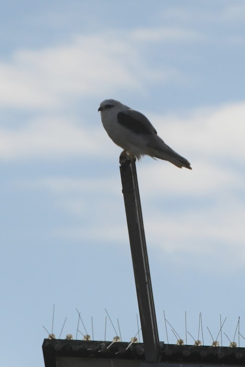 Black-shouldered Kite - ML620699884