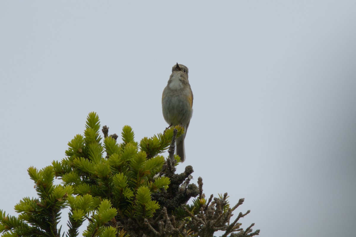 Red-flanked Bluetail - ML620699886