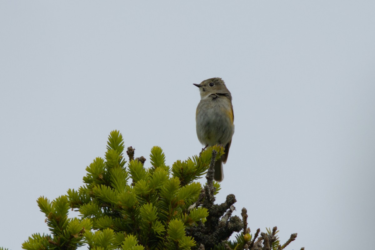 Red-flanked Bluetail - ML620699887