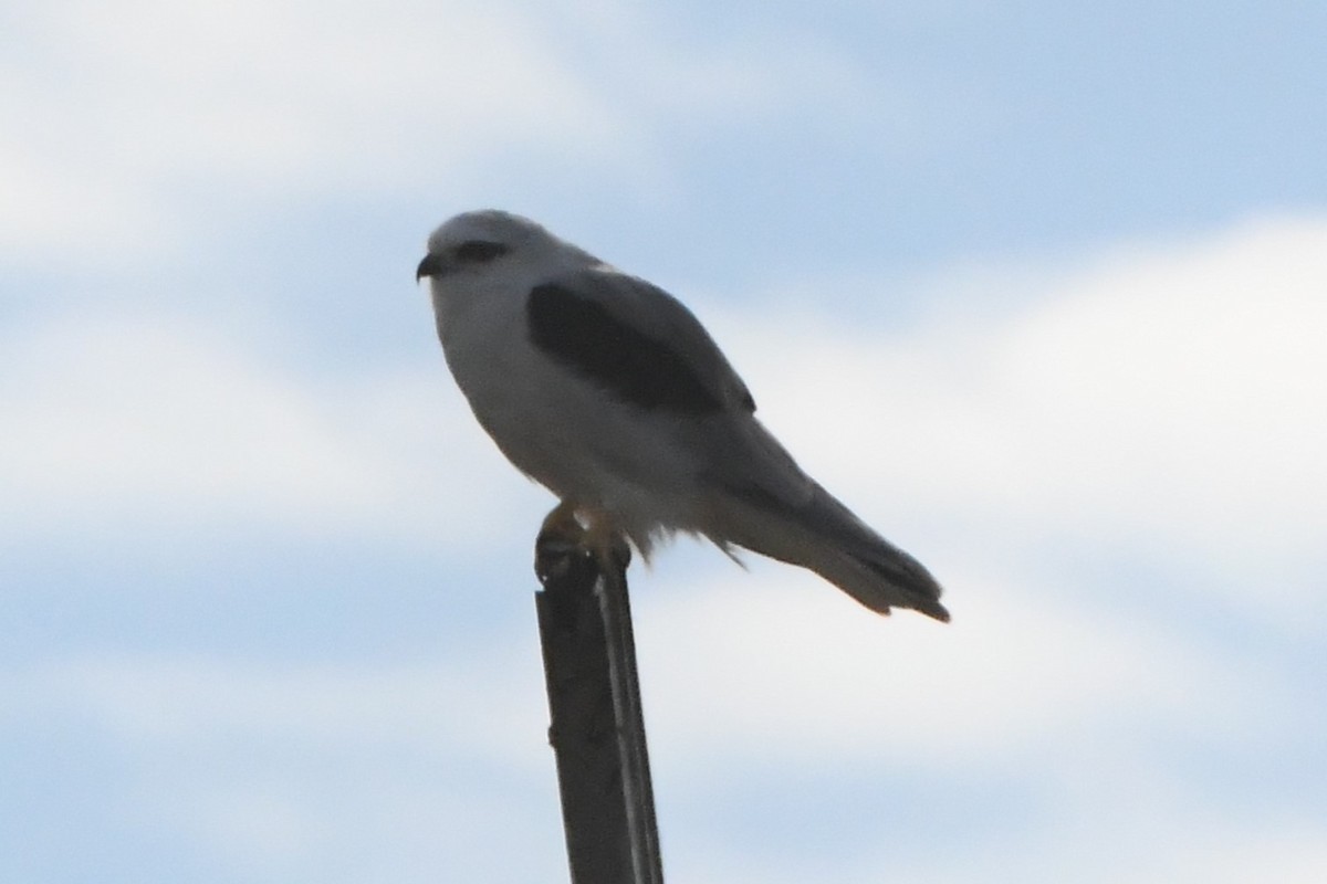 Black-shouldered Kite - Michael Louey