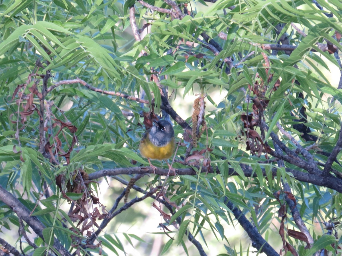 MacGillivray's Warbler - ML620699891