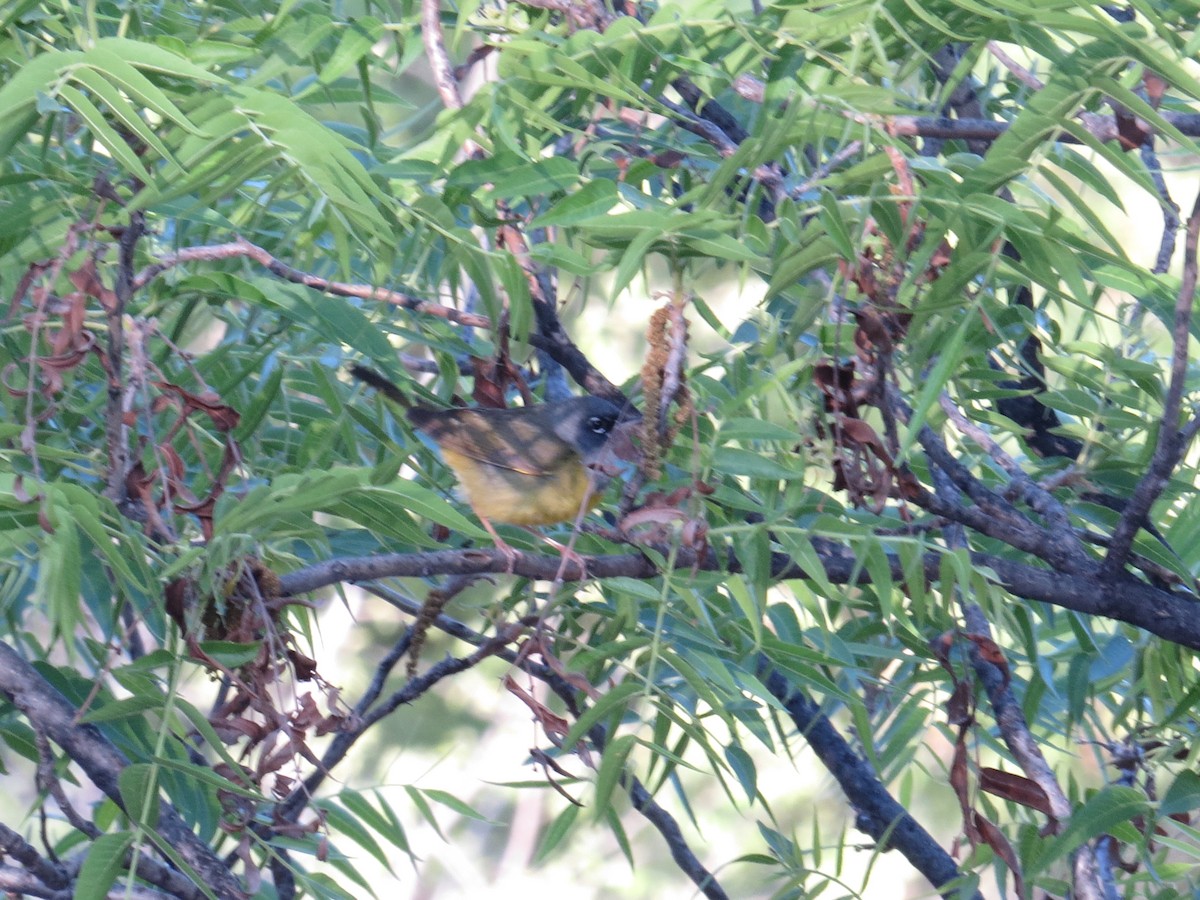 MacGillivray's Warbler - ML620699892