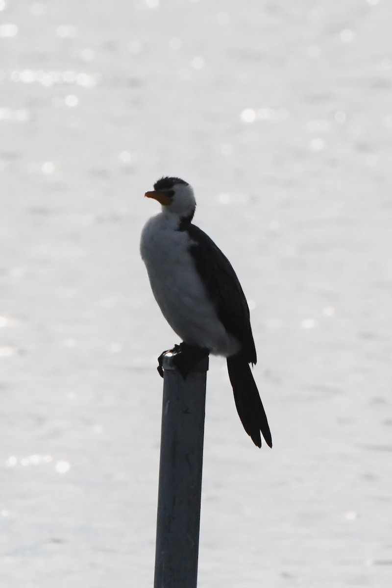 Little Pied Cormorant - ML620699893