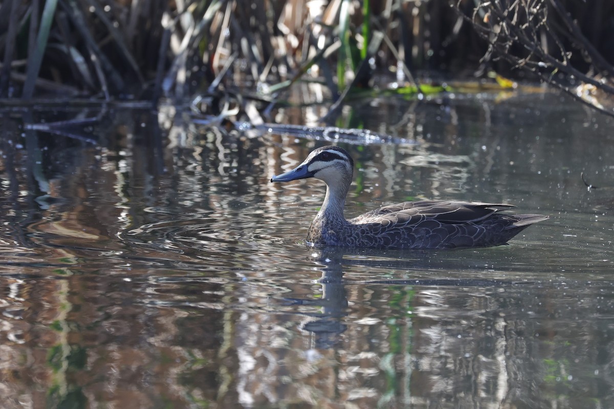 Pacific Black Duck - ML620699894