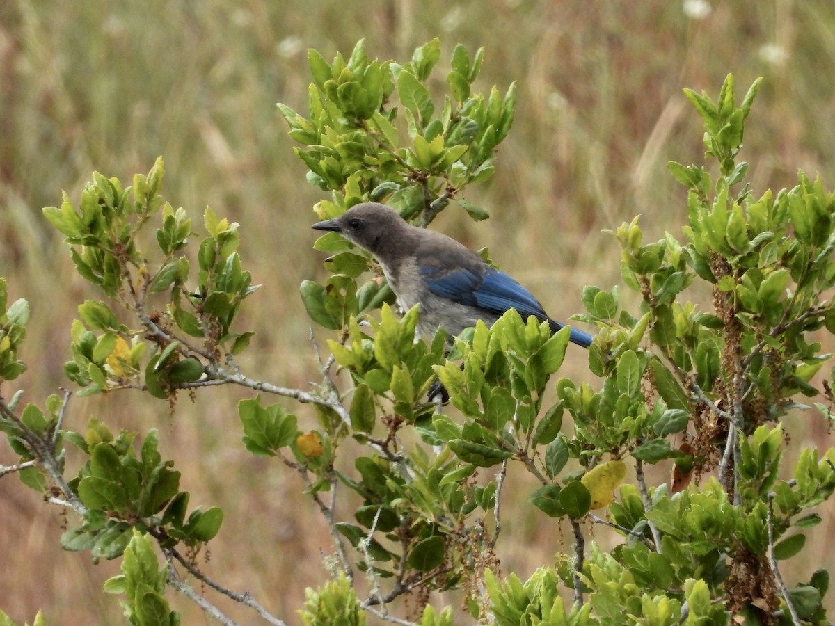 California Scrub-Jay - ML620699895