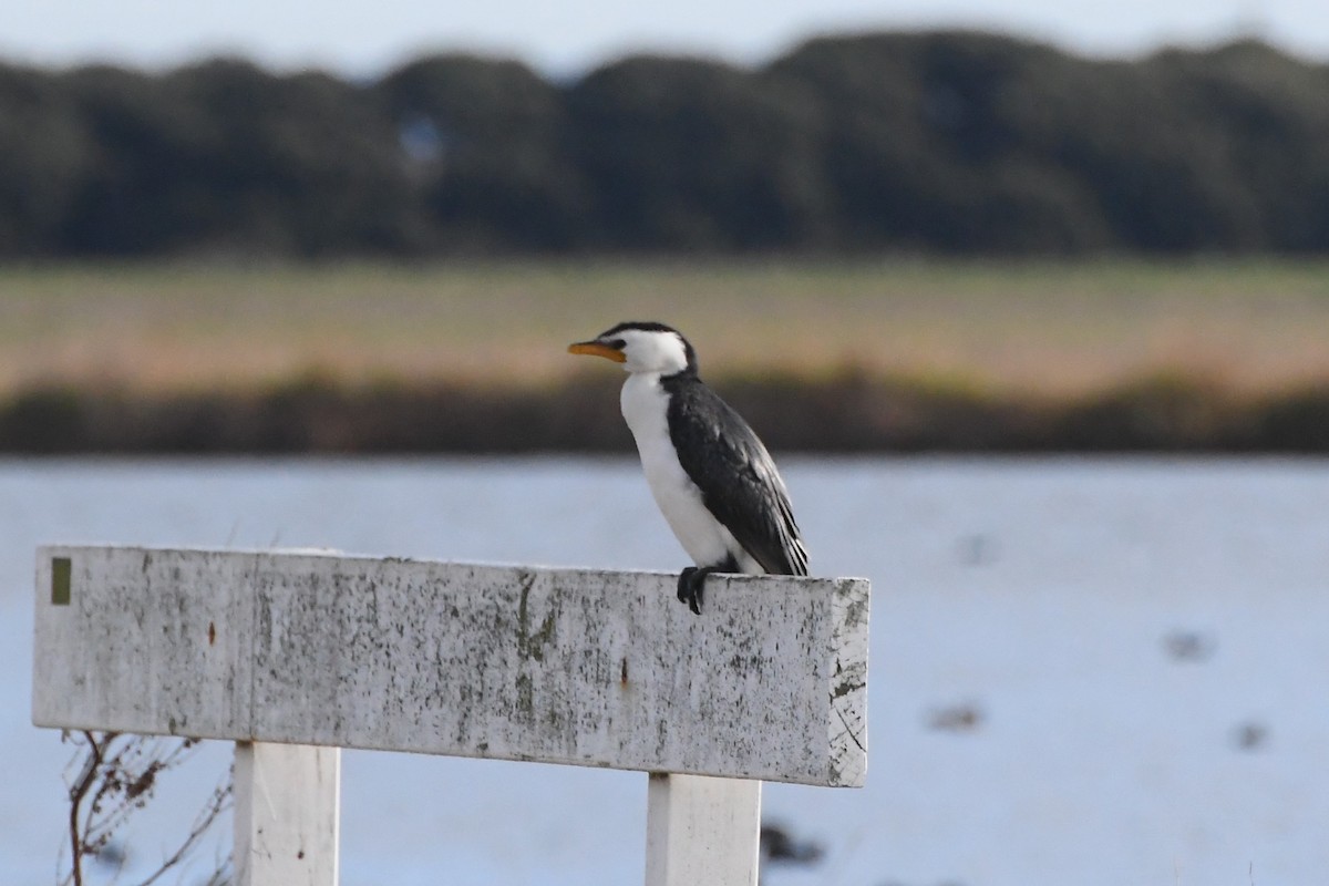 Little Pied Cormorant - ML620699896