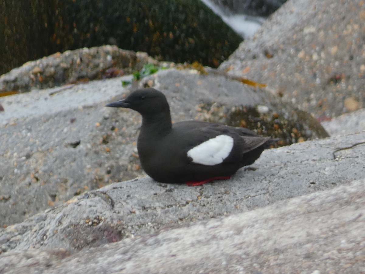 Black Guillemot - ML620699897