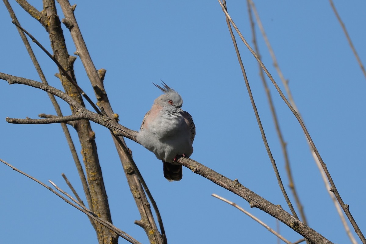 Crested Pigeon - ML620699900