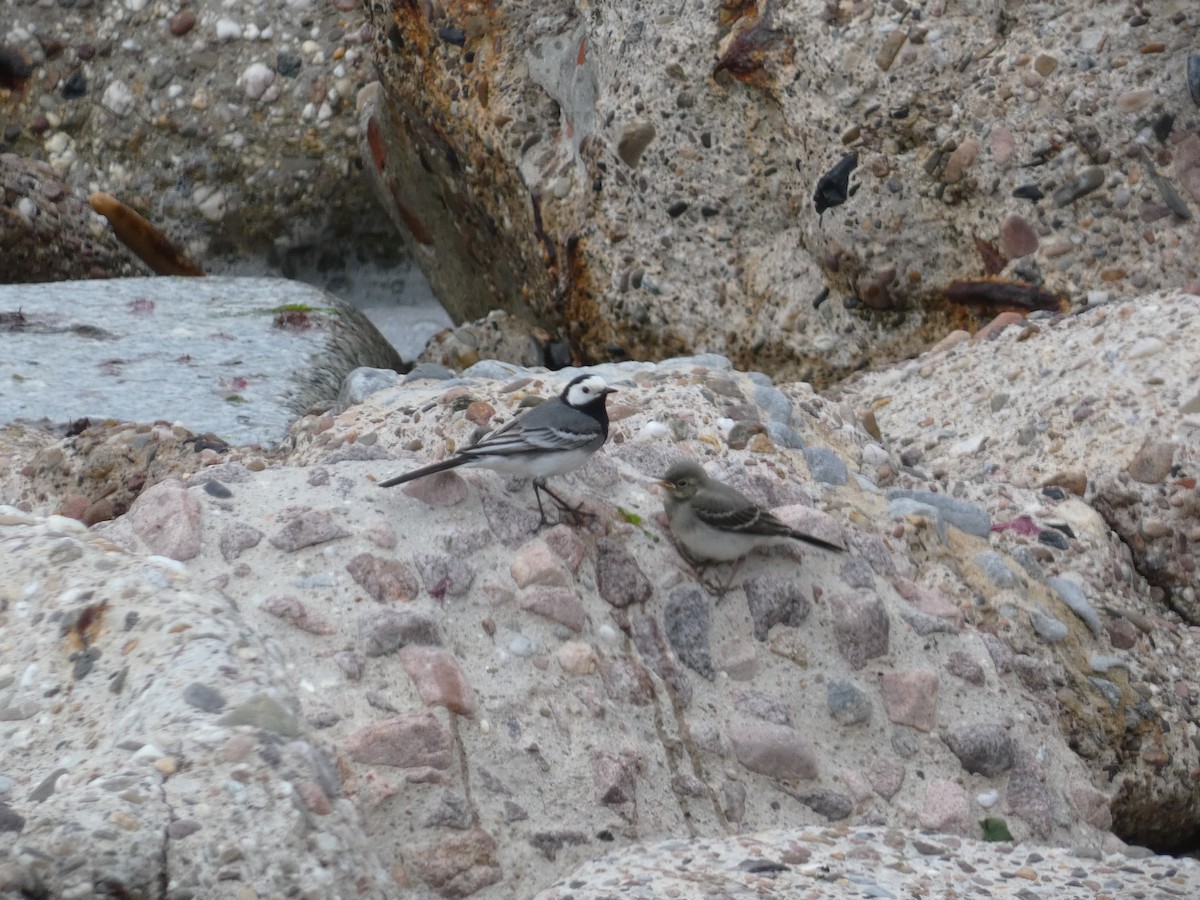 White Wagtail - ML620699901