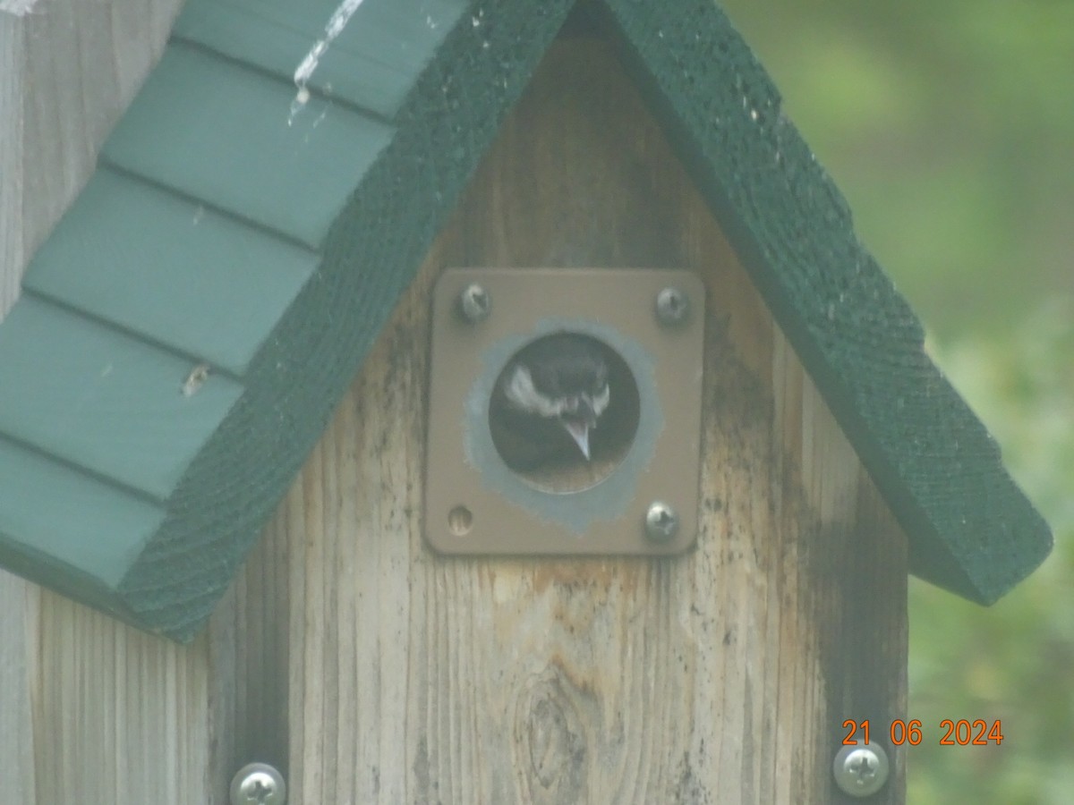 Black-capped Chickadee - Glenn Long