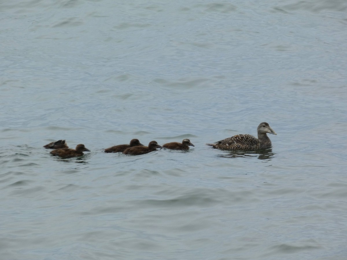 Common Eider - ML620699910